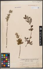 Foto von Salix aurita L. x Salix repens L.